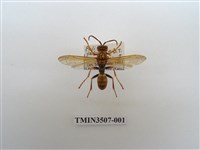 藏品(暗黃長腳蜂)的圖片